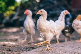 GST Rates & HSN Codes for Live Animals, Bovine & Poultry